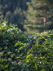 black elderberry in the forest