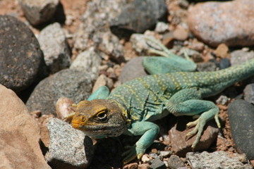 Collared Lizard