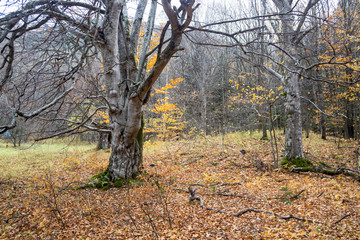 Осенний пейзаж, живописные деревья в лесу, желтая листва, отдых на природа