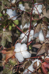 cotton flower on the field