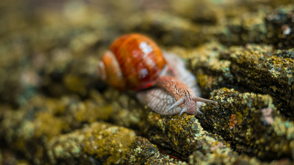 A beautiful snail crawls