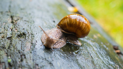 A beautiful snail crawls