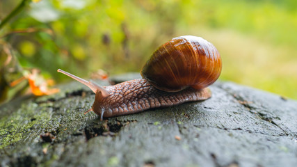 A beautiful snail crawls