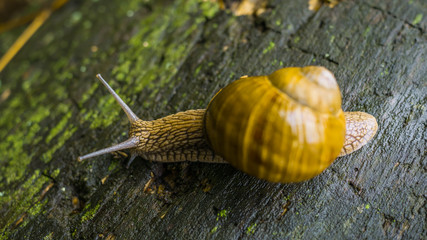 A beautiful snail crawls