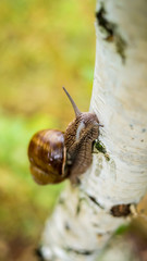 The snail is crawling