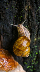 The snail is crawling