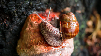 The snail is crawling