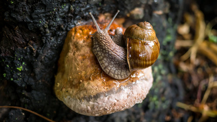 The snail is crawling