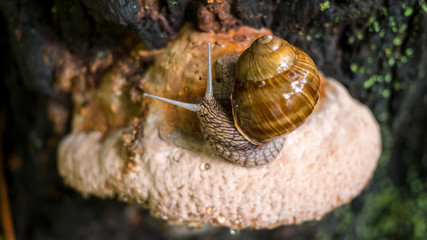 The snail is crawling