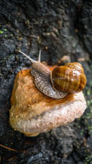 The snail is crawling