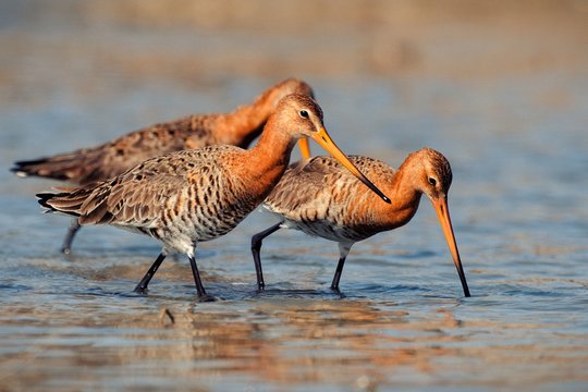 Three black-tailed Godwit (limosa limosa) walking in water in search of food