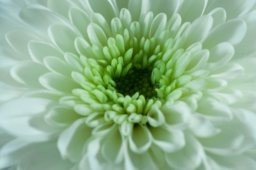 White flower close up shot.