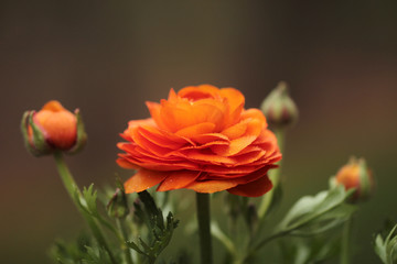 Buttercup or Ranunculus flower