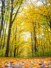 Road in the autumn forest