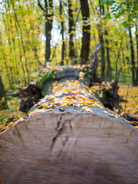A felled tree in the forest