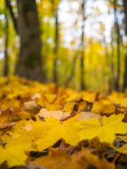 Road in the autumn forest