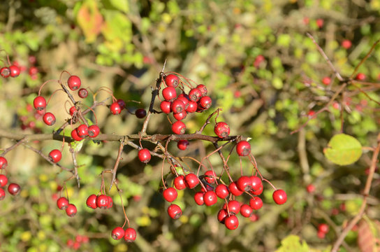 Red pixie pears on a tree with late autumn colors.