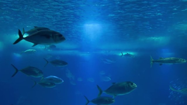 Schools of fish under water.