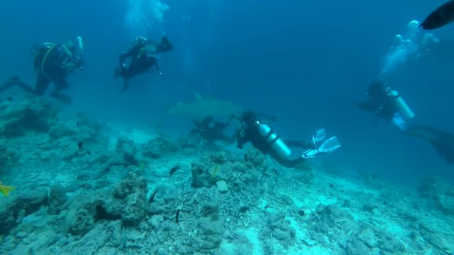  Group scuba divers iooks and shooting Tawny nurse sharks - Nebrius ferrugineus swim in the blue water 
