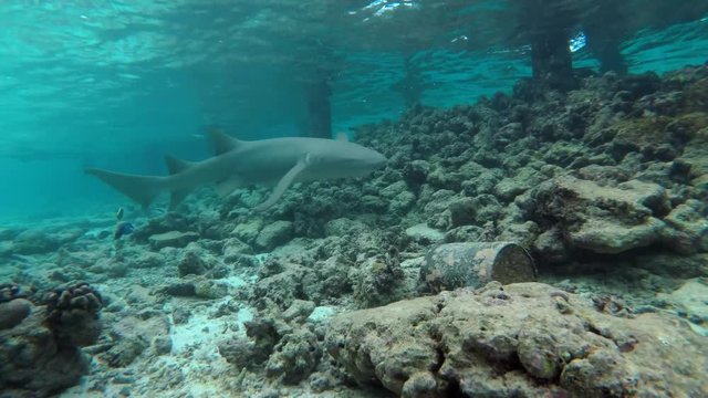  Scuba diver shooting Tawny nurse sharks - Nebrius ferrugineus swim near pier
