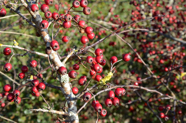 Red pixie pears on a tree with late autumn colors.