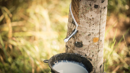 Rubber tree (hevea brasiliensis) with latex flows to the accumulated cup.