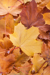 Yellow autumn leaves on wood desk