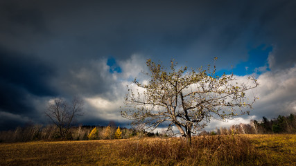 Storm clouds approaching an old apple orchard in Lake Placid, the Adirondacks, New York