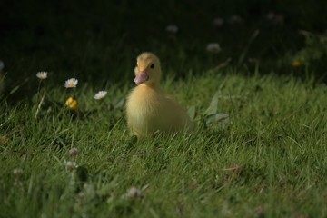 cute little duckling in a grass meadow in summer