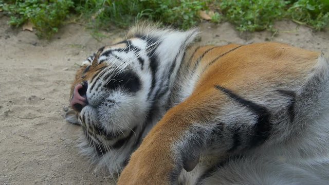Sleeping tiger
