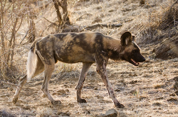 Wild dog with rim lighting