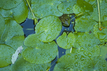 A green frog looks up through lillypads.