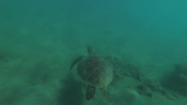 Young female Green Sea Turtle (Chelonia mydas) swims over the muddy bottom, Red sea, Marsa Alam, Abu Dabab, Egypt
