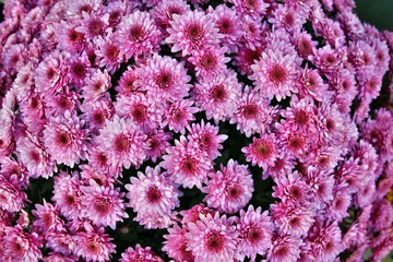 Chrysanthemen 