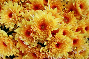 Obraz premium Chrysanthemen