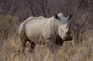 Fototapeta premium White Rhino