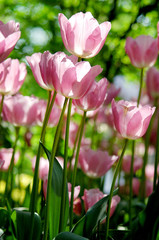 pink tulip