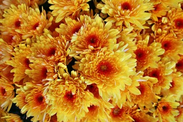 Obraz premium Chrysanthemen