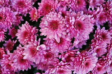 Obraz premium Chrysanthemen 