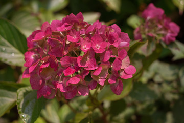 Blooming pink Hydrangea closeup.