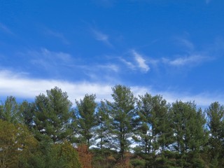 Pine trees against the skyline