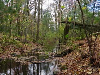 Stream through a green autumn forest