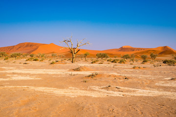 Acacia trees and sand dunes at Sossusvlei, Namib Naukluft National Park, Namib desert, scenic travel destination in Namibia, Africa.