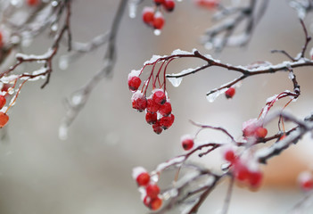 red berries of viburnum in the garden covered in rain drops and crystal white snow