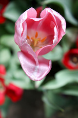 pink tulip
