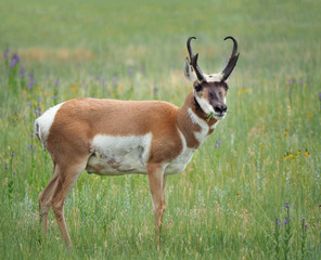 Closeup of a Male Pronghorn Antelope