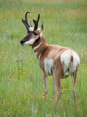 Naklejka premium Closeup of a Male Pronghorn Antelope