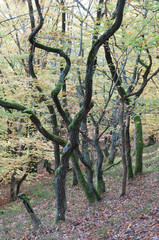Twisted oaks with autumn leaves