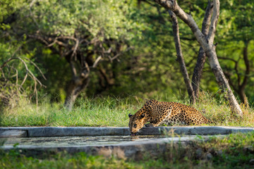 A leopad quenching thirst, Jhalana forest, Jaipur