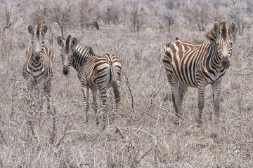 Fototapeta na wymiar zebra herd